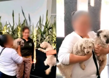 Guardia Civil rescata a dos perritos extraviados y los reúne con sus dueños