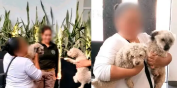 Guardia Civil rescata a dos perritos extraviados y los reúne con sus dueños