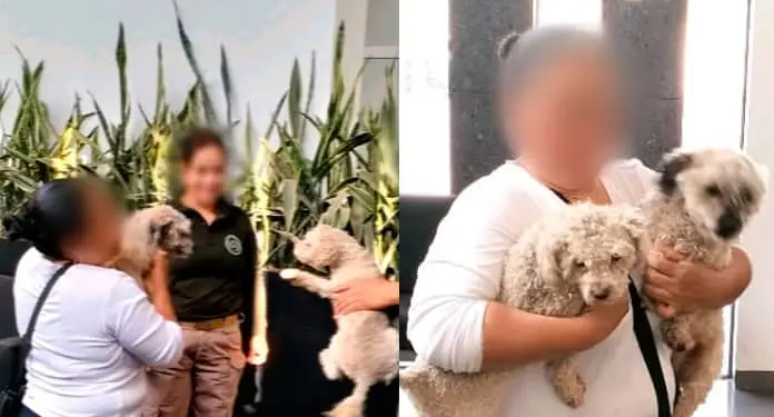 Guardia Civil rescata a dos perritos extraviados y los reúne con sus dueños