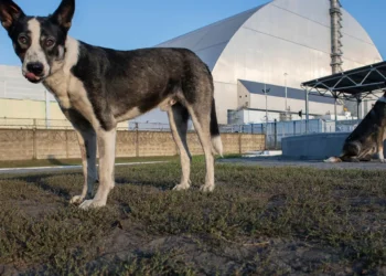 En la actualidad, los perros “radiactivos” de Chernóbil en la zona de exclusión ofrecen pistas sobre los efectos de la radiación