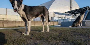 En la actualidad, los perros “radiactivos” de Chernóbil en la zona de exclusión ofrecen pistas sobre los efectos de la radiación