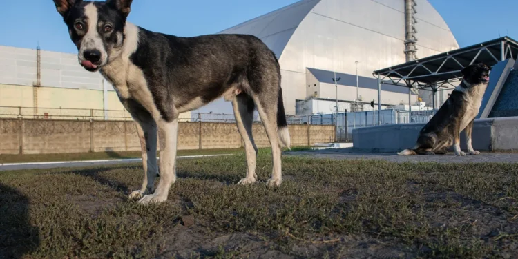 En la actualidad, los perros “radiactivos” de Chernóbil en la zona de exclusión ofrecen pistas sobre los efectos de la radiación