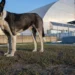 En la actualidad, los perros “radiactivos” de Chernóbil en la zona de exclusión ofrecen pistas sobre los efectos de la radiación