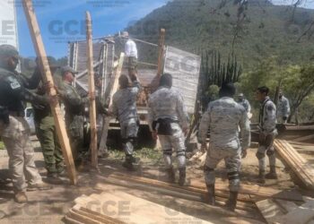 En Rioverde, aseguran madera de pino y hoja de laurel en un área protegida
