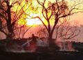 VIDEO | Fuego consume otra tarimera en Soledad; emergencias se movilizan rápidamente
