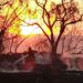 VIDEO | Fuego consume otra tarimera en Soledad; emergencias se movilizan rápidamente