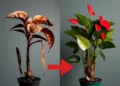 Cómo revivir un anturio enfermo: 3 trucos infalibles para que tu “flor de flamenco” se llene de flores y follaje