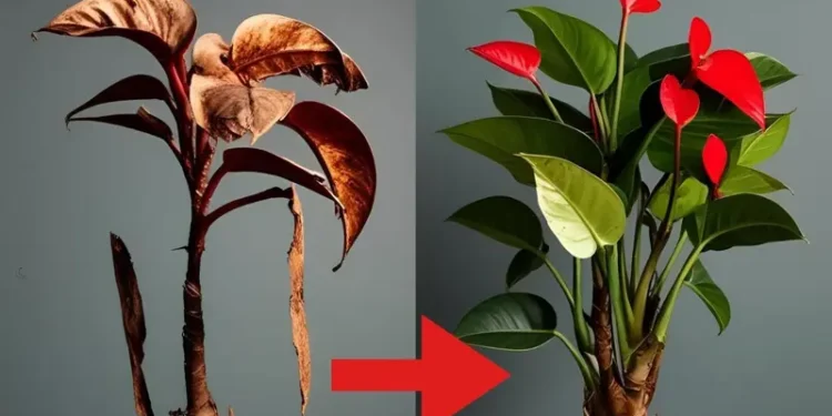 Cómo revivir un anturio enfermo: 3 trucos infalibles para que tu “flor de flamenco” se llene de flores y follaje