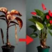 Cómo revivir un anturio enfermo: 3 trucos infalibles para que tu “flor de flamenco” se llene de flores y follaje