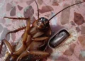 Cómo reconocer los huevecillos de cucaracha