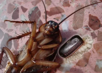 Cómo reconocer los huevecillos de cucaracha
