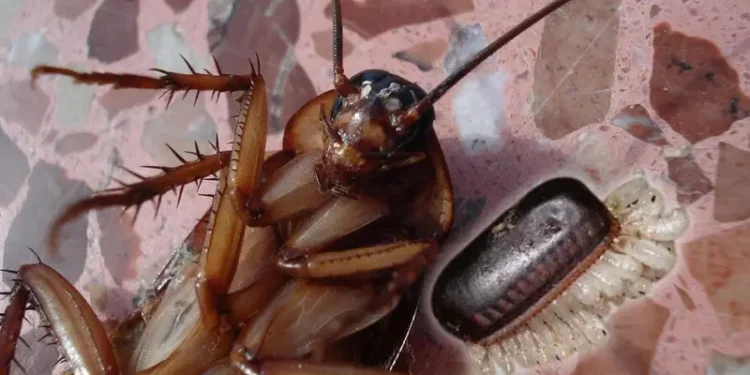 Cómo reconocer los huevecillos de cucaracha
