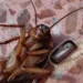 Cómo reconocer los huevecillos de cucaracha