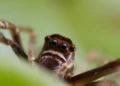 ¿De qué tamaño es la araña violinista? Perfil del arácnido mortal