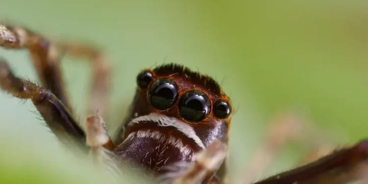 ¿De qué tamaño es la araña violinista? Perfil del arácnido mortal