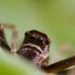 ¿De qué tamaño es la araña violinista? Perfil del arácnido mortal