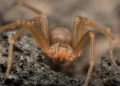 ¡Alerta en México! Más casos de picadura de araña violinista en 2025
