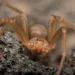 ¡Alerta en México! Más casos de picadura de araña violinista en 2025