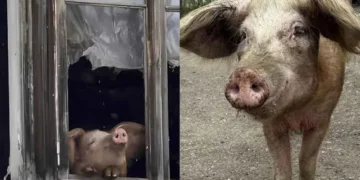 Grutu, la cerdita que se salvó del matadero tras enternecer al mundo jugando con la nieve