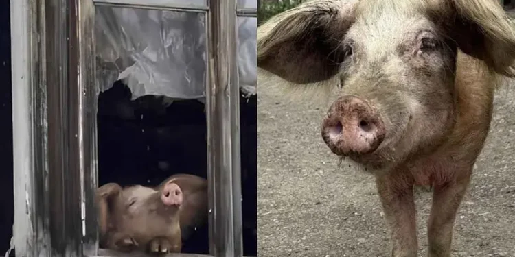 Grutu, la cerdita que se salvó del matadero tras enternecer al mundo jugando con la nieve