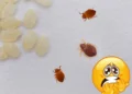¿Cómo saber dónde hay un nido de chinches en tu casa? 3 métodos para sacarlas de su escondite