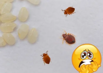 ¿Cómo saber dónde hay un nido de chinches en tu casa? 3 métodos para sacarlas de su escondite