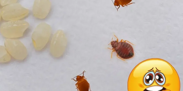 ¿Cómo saber dónde hay un nido de chinches en tu casa? 3 métodos para sacarlas de su escondite
