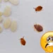 ¿Cómo saber dónde hay un nido de chinches en tu casa? 3 métodos para sacarlas de su escondite
