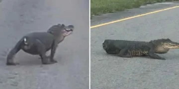 Caimán sin cola sorprende en carretera de Luisiana, ¡es un sobreviviente!