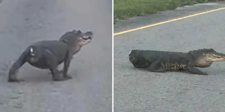 Caimán sin cola sorprende en carretera de Luisiana, ¡es un sobreviviente!