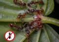 ¿Cómo eliminar un hormiguero de hormigas rojas en tu jardín? 3 formas de hacerlo de manera natural