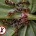 ¿Cómo eliminar un hormiguero de hormigas rojas en tu jardín? 3 formas de hacerlo de manera natural