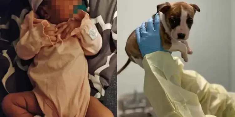 Cachorrita es sacrificada tras muerte de bebé recién nacida pero el forense revela algo inquietante