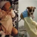 Cachorrita es sacrificada tras muerte de bebé recién nacida pero el forense revela algo inquietante