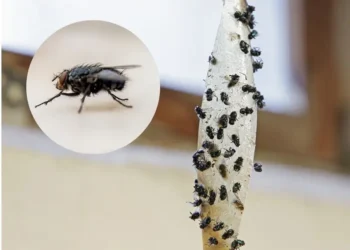 ¿Plaga de moscas? Descubre qué significan y por qué aparecen en tu casa
