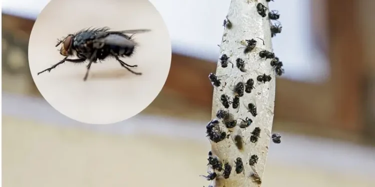 ¿Plaga de moscas? Descubre qué significan y por qué aparecen en tu casa