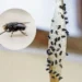¿Plaga de moscas? Descubre qué significan y por qué aparecen en tu casa