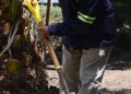 Ante la sequía, el gobierno de la capital intensifica el mantenimiento del Jardín de Tequisquiapan