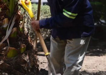 Ante la sequía, el gobierno de la capital intensifica el mantenimiento del Jardín de Tequisquiapan