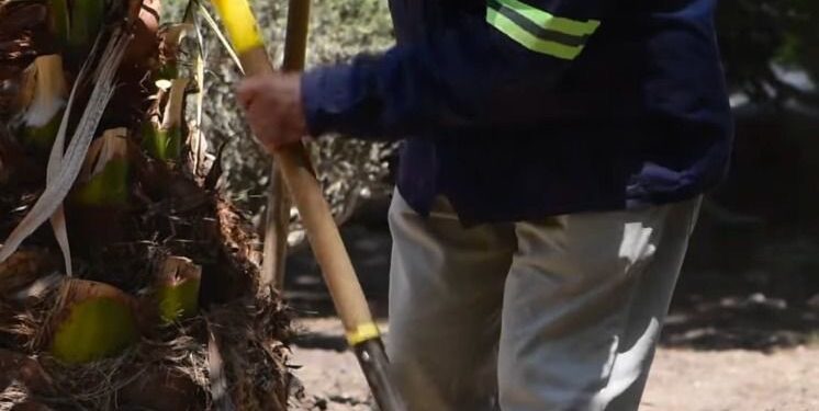 Ante la sequía, el gobierno de la capital intensifica el mantenimiento del Jardín de Tequisquiapan