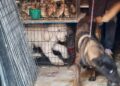 Más de 140 especies son rescatadas tras clausura de establecimiento por maltrato animal