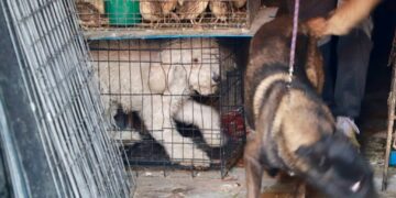 Más de 140 especies son rescatadas tras clausura de establecimiento por maltrato animal