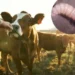 Avances en el diálogo México-Estados Unidos por el gusano barrenador