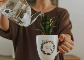 ¿Tu planta no absorbe el agua? Este truco viral puede salvarla antes de que la tires