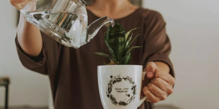 ¿Tu planta no absorbe el agua? Este truco viral puede salvarla antes de que la tires