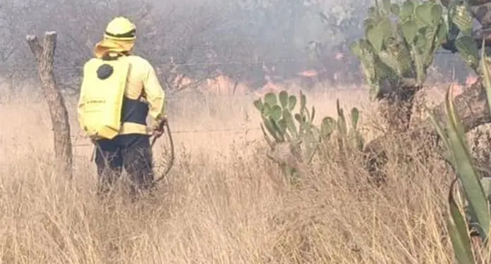 Incendio arrasa pastizales en Ojo Pinto; cuerpos de auxilio combaten las llamas