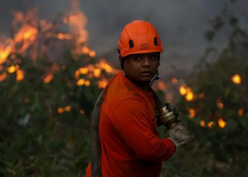 Por qué América Latina encabeza la lista mundial de pérdida de bosques tropicales y cuáles son los países más afectados