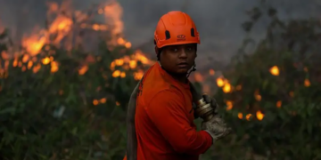Por qué América Latina encabeza la lista mundial de pérdida de bosques tropicales y cuáles son los países más afectados