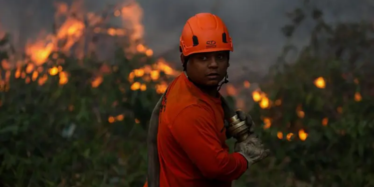 Por qué América Latina encabeza la lista mundial de pérdida de bosques tropicales y cuáles son los países más afectados