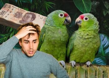 Multa aplicable por tener un loro o perico en casa en México